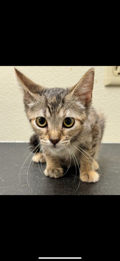 RC, an adoptable Domestic Short Hair in Great Bend, KS, 67530 | Photo Image 1