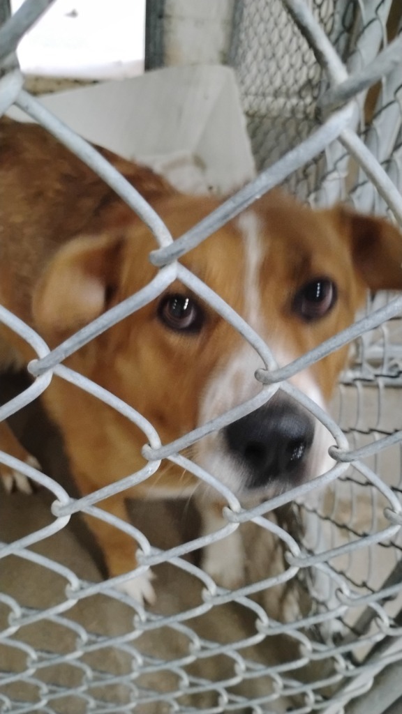 Little Bear, an adoptable Cattle Dog in Great Bend, KS, 67530 | Photo Image 2