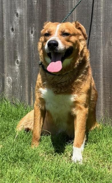 Little Bear, an adoptable Cattle Dog in Great Bend, KS, 67530 | Photo Image 3