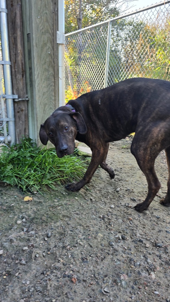 Hardy, an adoptable Hound, Mixed Breed in Virginia, MN, 55792 | Photo Image 1