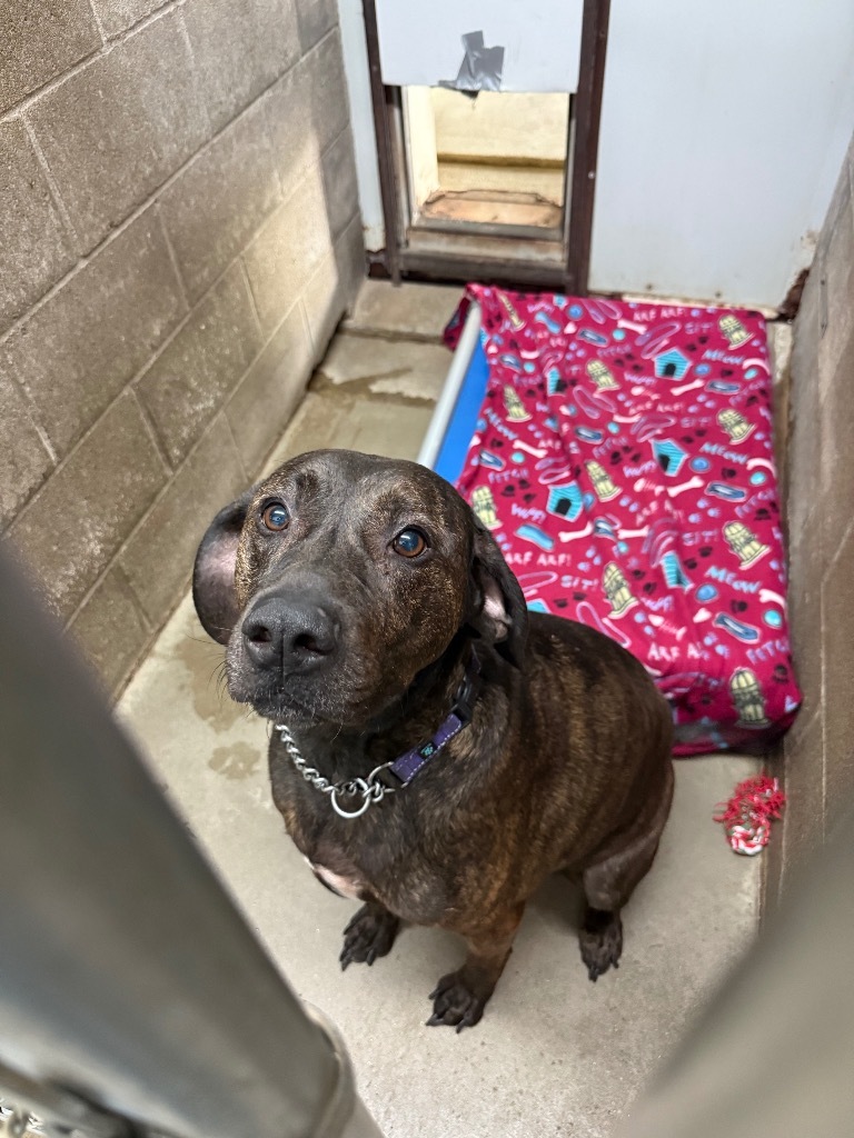 Hardy, an adoptable Hound, Mixed Breed in Virginia, MN, 55792 | Photo Image 2