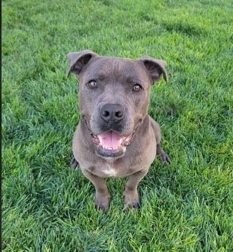 Roxie