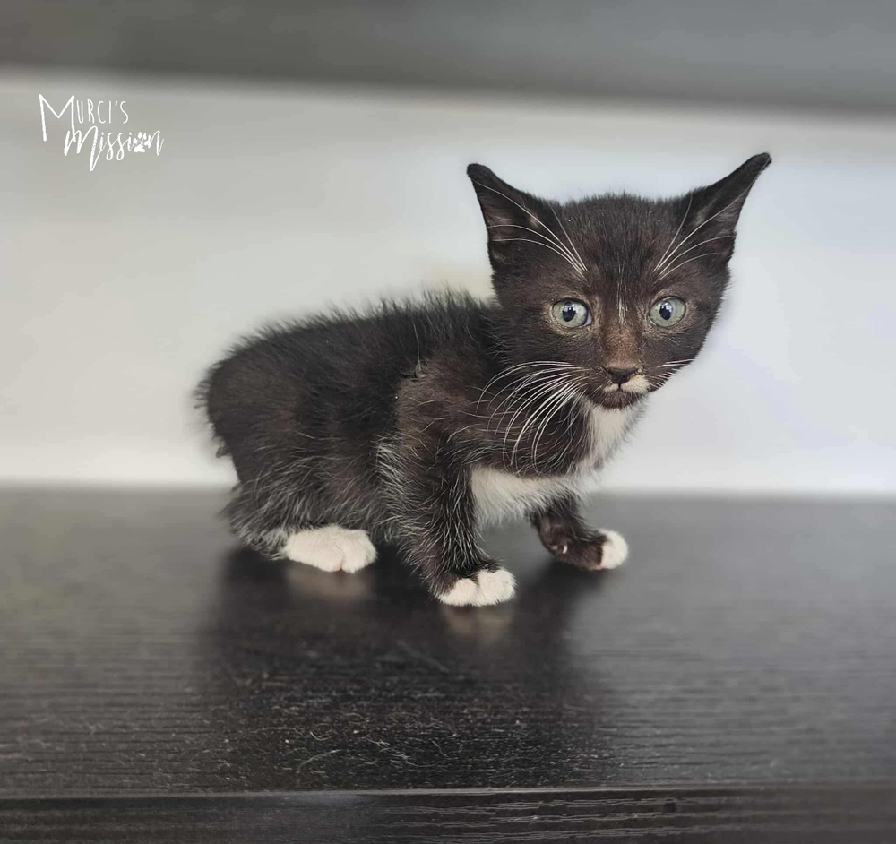 Mike, an adoptable Domestic Short Hair in Spokane , WA, 99209 | Photo Image 1