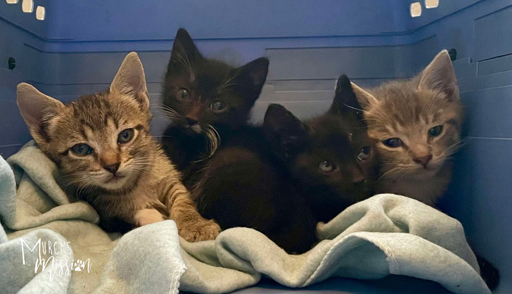 Mike, an adoptable Domestic Short Hair in Spokane , WA, 99209 | Photo Image 2