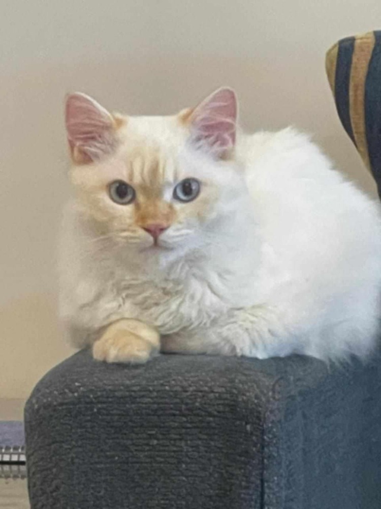 SemSem, an adoptable Himalayan in WOLCOTT, CT, 06716 | Photo Image 1