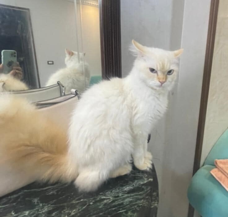 SemSem, an adoptable Himalayan in WOLCOTT, CT, 06716 | Photo Image 2