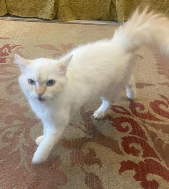 SemSem, an adoptable Himalayan in WOLCOTT, CT, 06716 | Photo Image 3