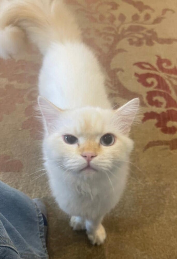 SemSem, an adoptable Himalayan in WOLCOTT, CT, 06716 | Photo Image 4