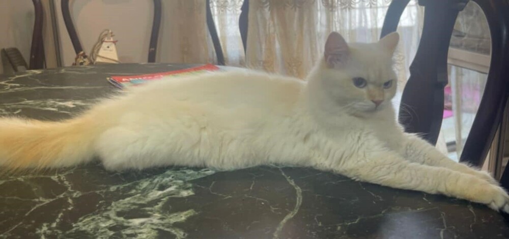 SemSem, an adoptable Himalayan in WOLCOTT, CT, 06716 | Photo Image 5