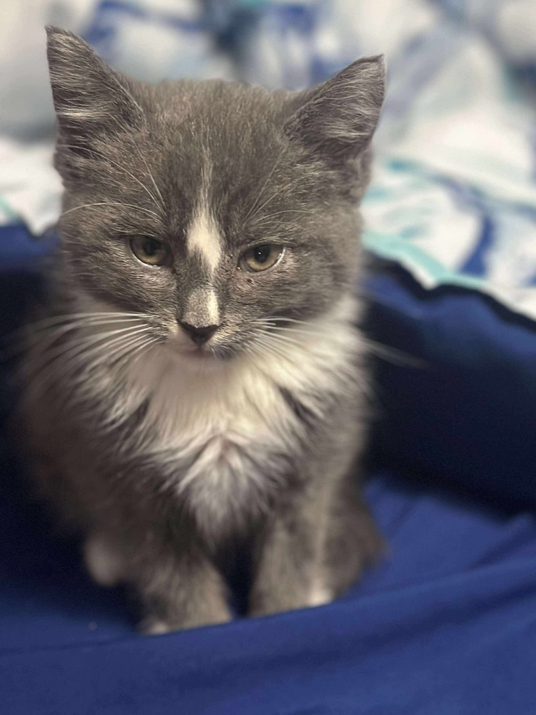 Rocket