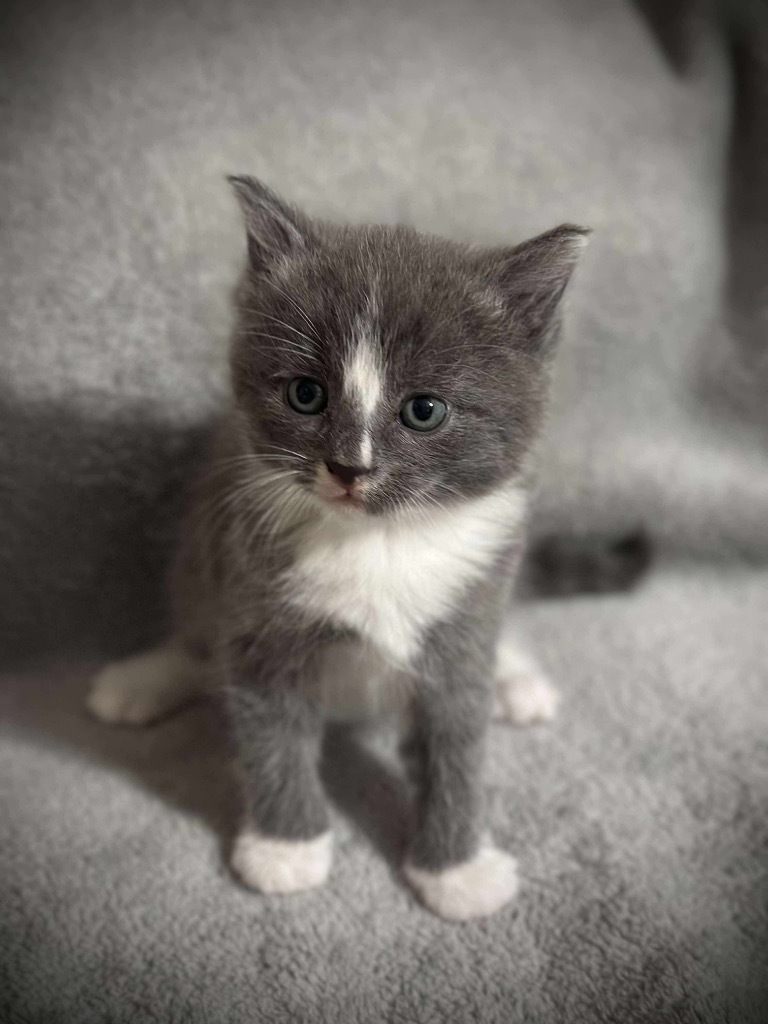 Rocket
