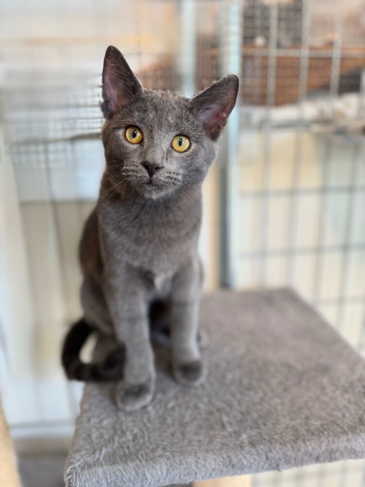 Jumper, an adoptable Domestic Short Hair in McPherson, KS, 67460 | Photo Image 1