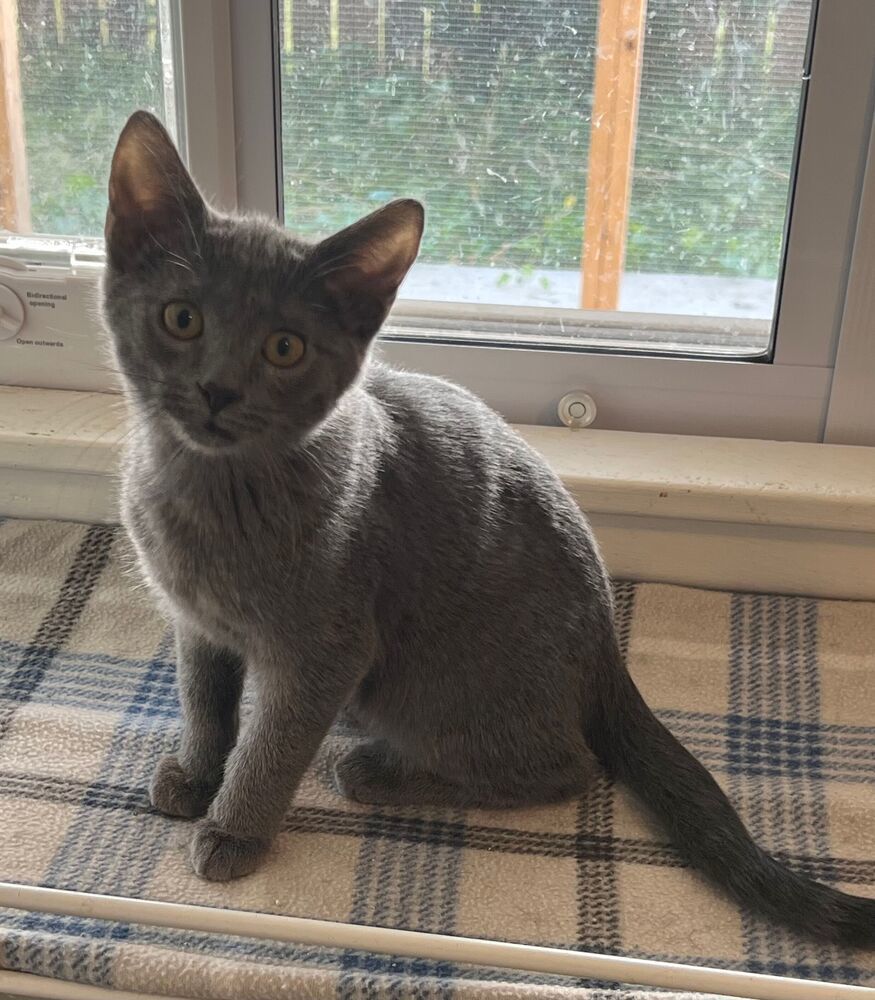 Jumper, an adoptable Domestic Short Hair in McPherson, KS, 67460 | Photo Image 2