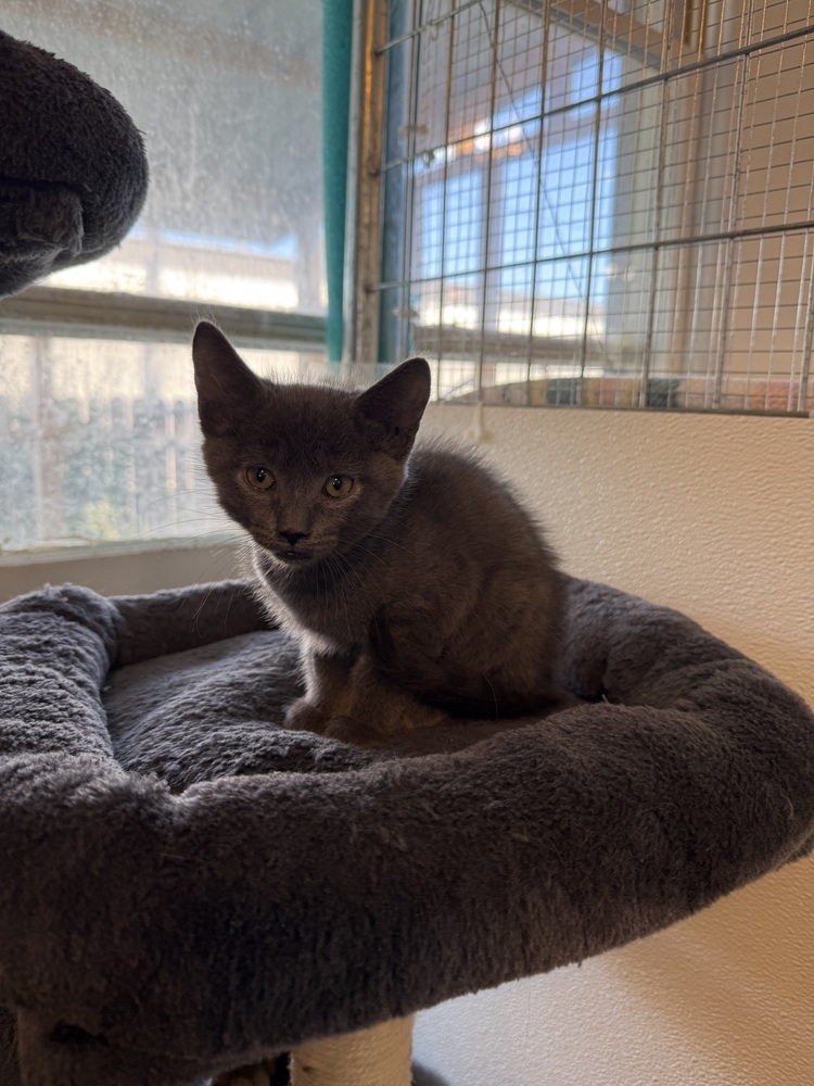 Jumper, an adoptable Domestic Short Hair in McPherson, KS, 67460 | Photo Image 3