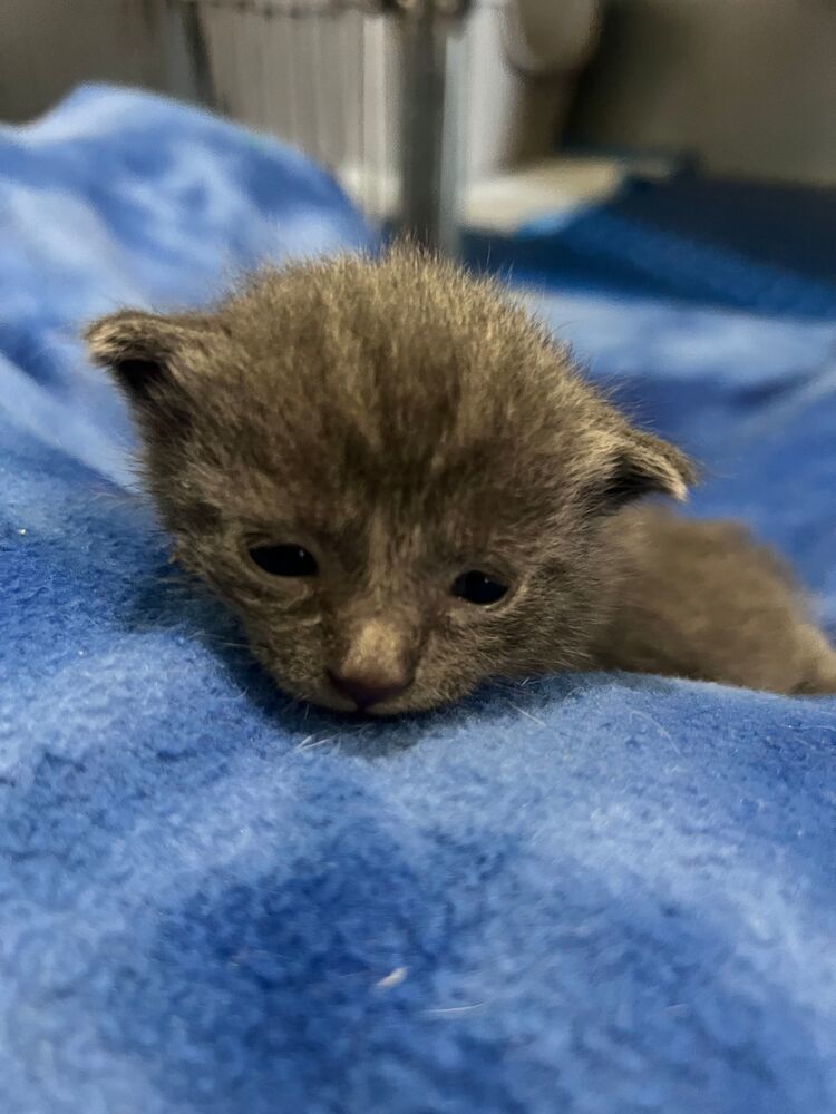 Jumper, an adoptable Domestic Short Hair in McPherson, KS, 67460 | Photo Image 4