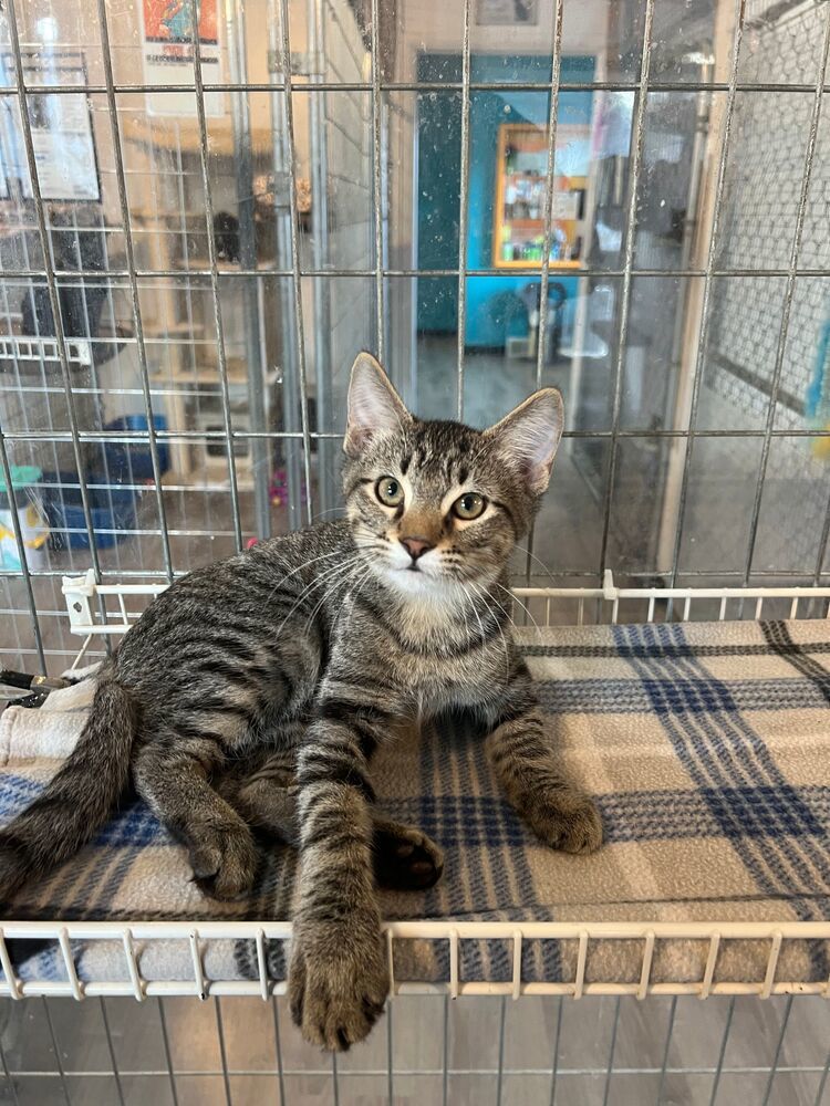 Discus, an adoptable Domestic Short Hair in McPherson, KS, 67460 | Photo Image 1