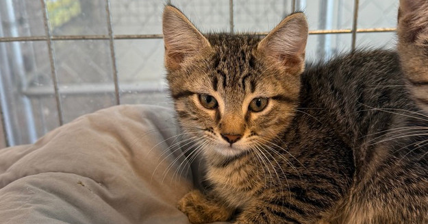 Discus, an adoptable Domestic Short Hair in McPherson, KS, 67460 | Photo Image 2