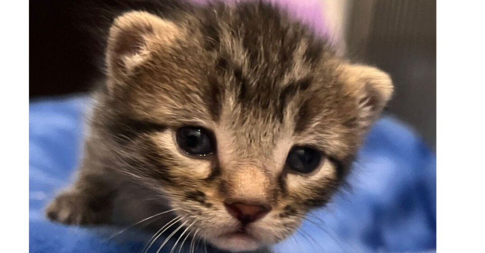 Discus, an adoptable Domestic Short Hair in McPherson, KS, 67460 | Photo Image 3