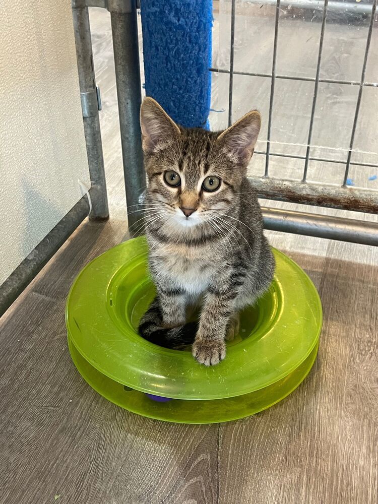 Javelin, an adoptable Domestic Short Hair in McPherson, KS, 67460 | Photo Image 1