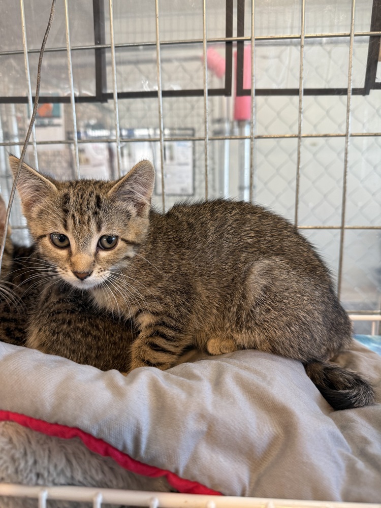 Javelin, an adoptable Domestic Short Hair in McPherson, KS, 67460 | Photo Image 2