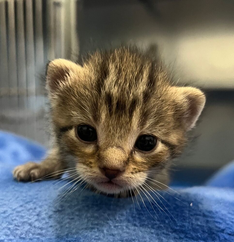 Javelin, an adoptable Domestic Short Hair in McPherson, KS, 67460 | Photo Image 3