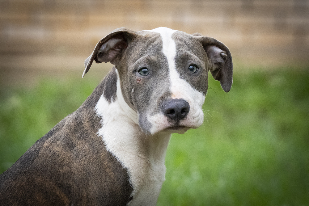 Harvey