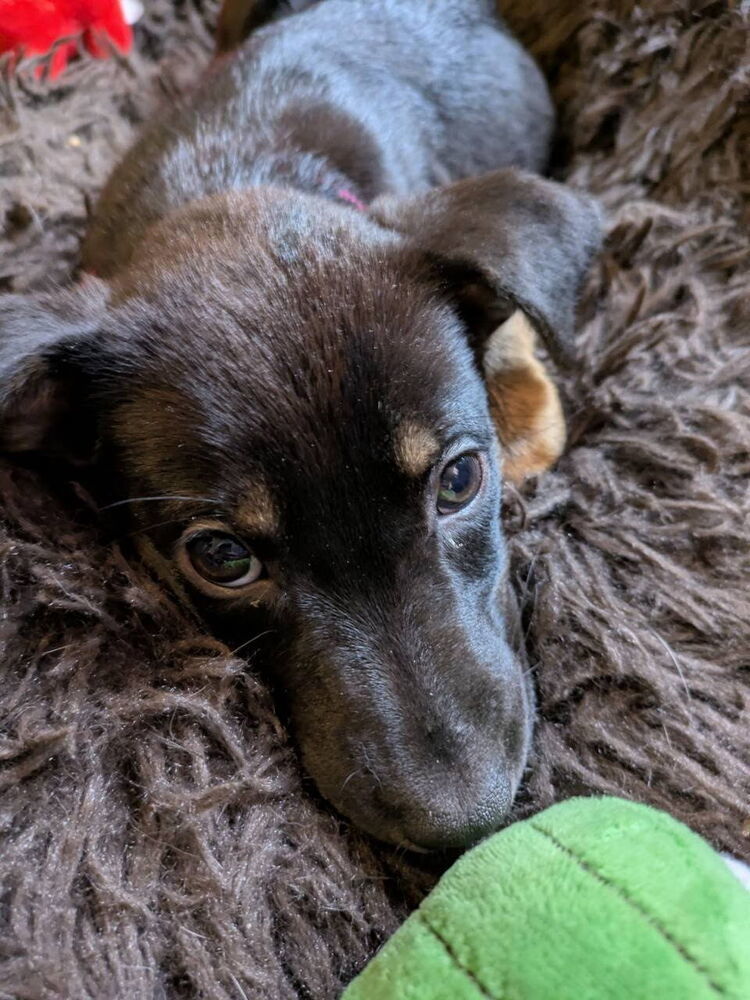 Iron Maiden, an adoptable Miniature Pinscher in Spokane, WA, 99207 | Photo Image 1