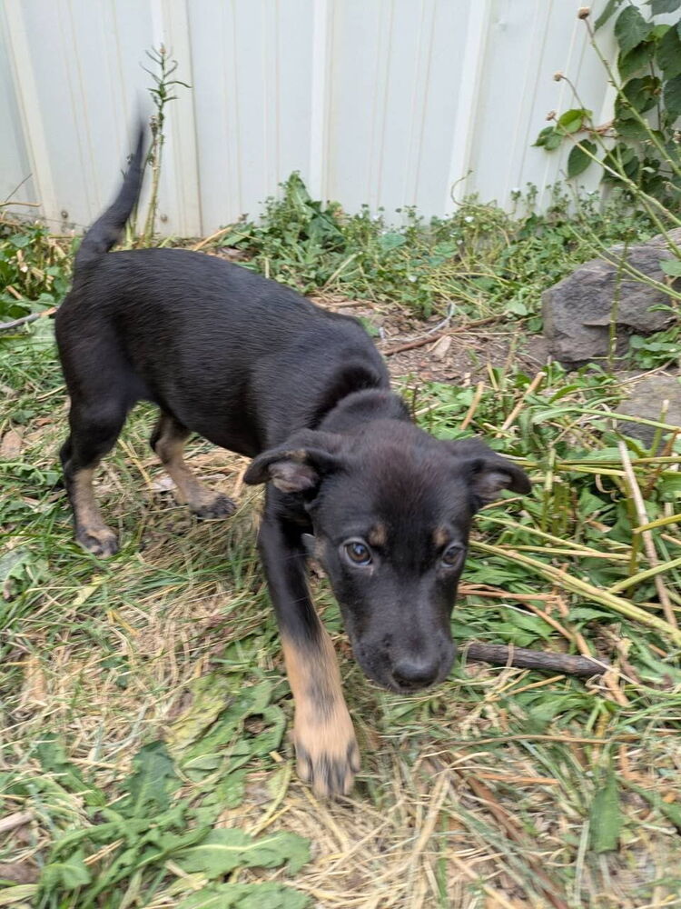 Iron Maiden, an adoptable Miniature Pinscher in Spokane, WA, 99207 | Photo Image 2