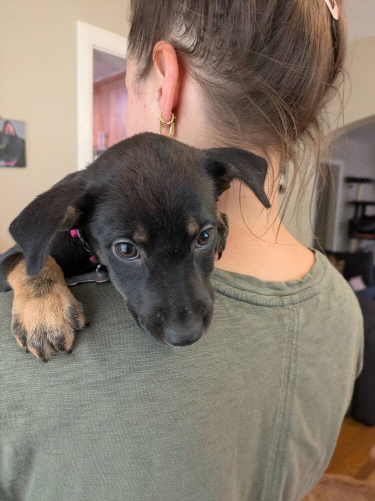 Iron Maiden, an adoptable Miniature Pinscher in Spokane, WA, 99207 | Photo Image 3