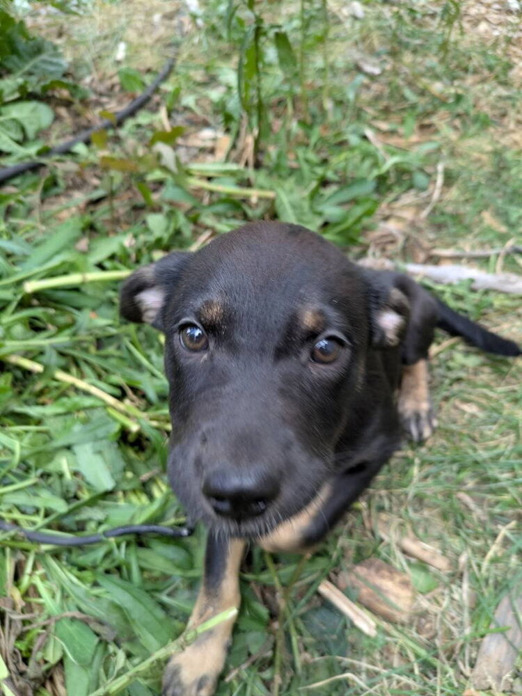 Iron Maiden, an adoptable Miniature Pinscher in Spokane, WA, 99207 | Photo Image 4