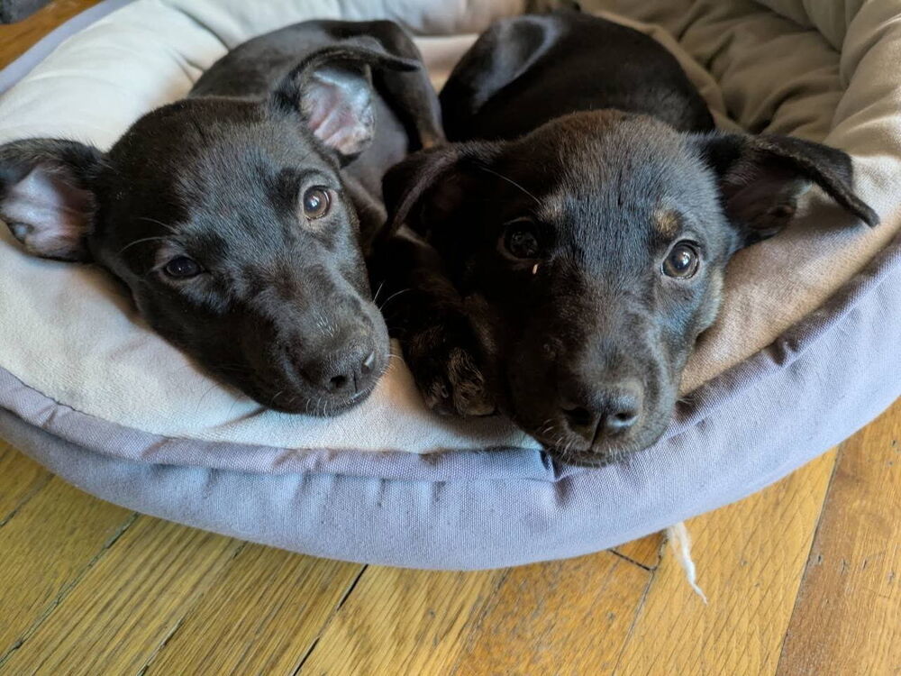 Iron Maiden, an adoptable Miniature Pinscher in Spokane, WA, 99207 | Photo Image 5