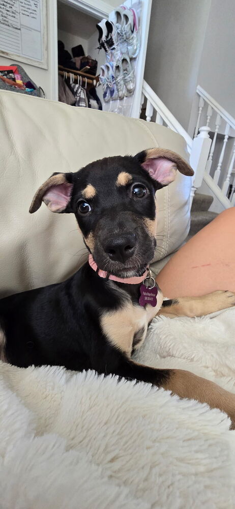 Foreigner, an adoptable Miniature Pinscher in Spokane, WA, 99207 | Photo Image 1