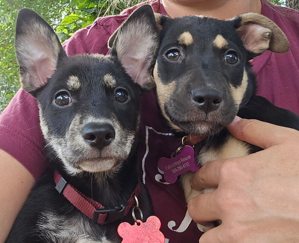 Foreigner, an adoptable Miniature Pinscher in Spokane, WA, 99207 | Photo Image 2