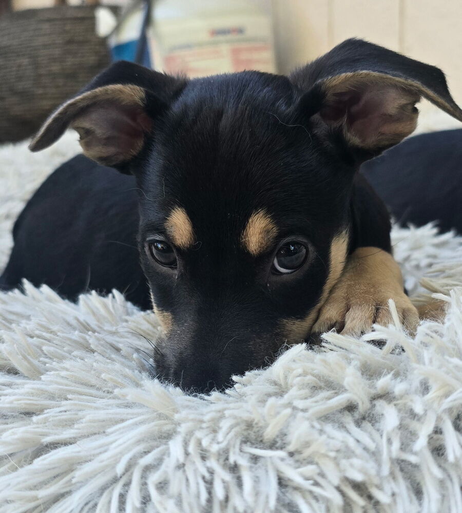 Foreigner, an adoptable Miniature Pinscher in Spokane, WA, 99207 | Photo Image 3