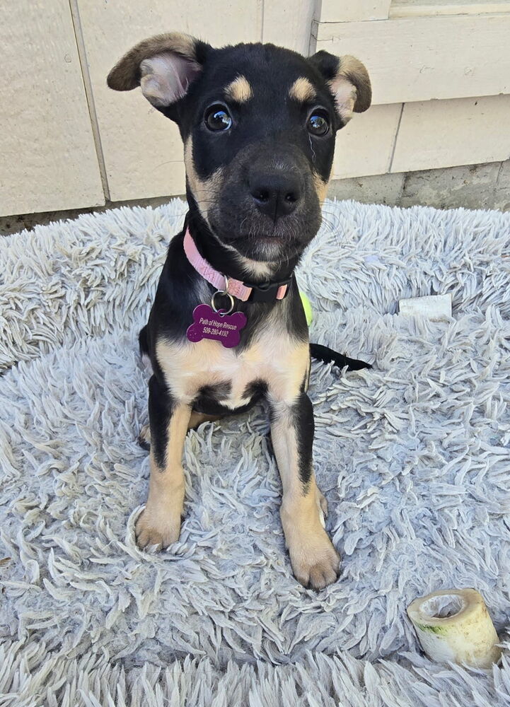 Foreigner, an adoptable Miniature Pinscher in Spokane, WA, 99207 | Photo Image 4