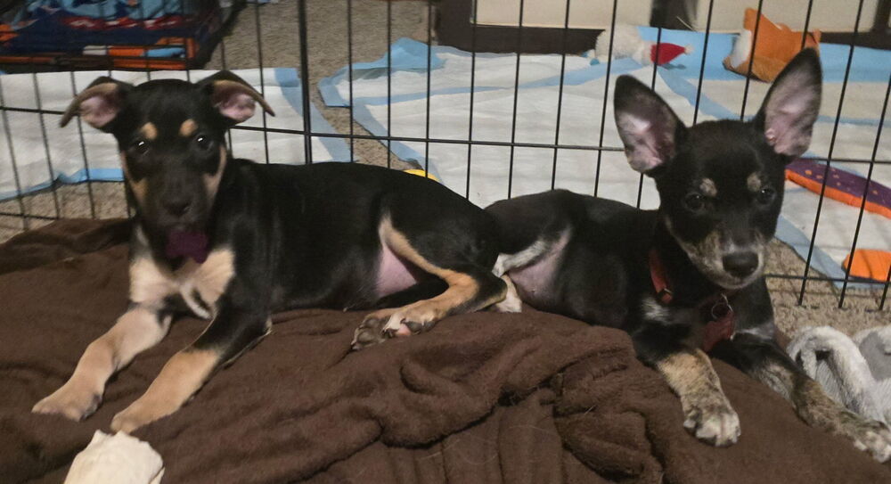 Foreigner, an adoptable Miniature Pinscher in Spokane, WA, 99207 | Photo Image 5