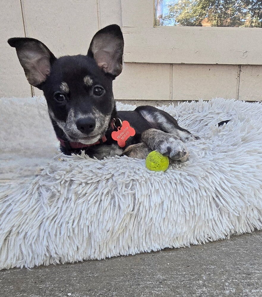 Kiss, an adoptable Miniature Pinscher in Spokane, WA, 99207 | Photo Image 1