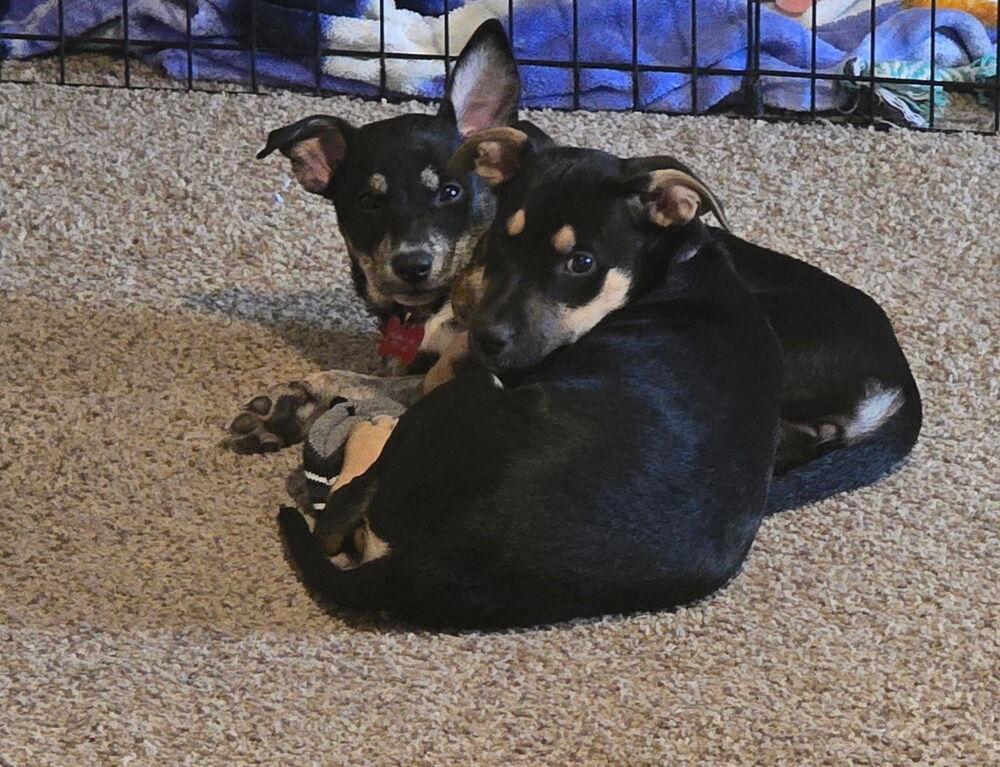 Kiss, an adoptable Miniature Pinscher in Spokane, WA, 99207 | Photo Image 2