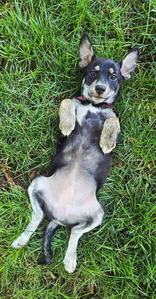 Kiss, an adoptable Miniature Pinscher in Spokane, WA, 99207 | Photo Image 3