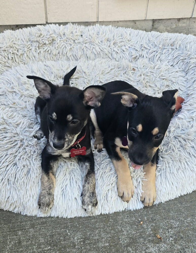 Kiss, an adoptable Miniature Pinscher in Spokane, WA, 99207 | Photo Image 4