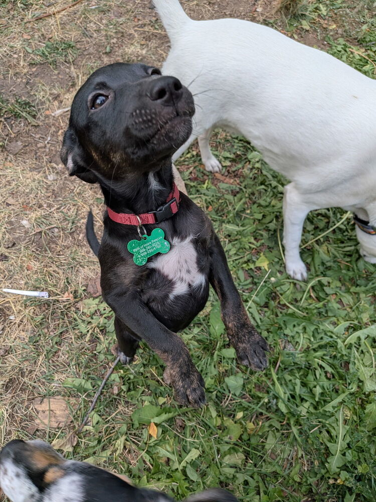 Motley Crue, an adoptable Miniature Pinscher in Spokane, WA, 99207 | Photo Image 1