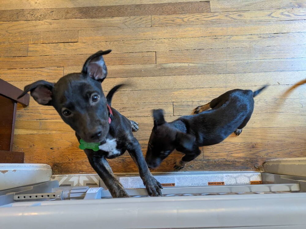 Motley Crue, an adoptable Miniature Pinscher in Spokane, WA, 99207 | Photo Image 2