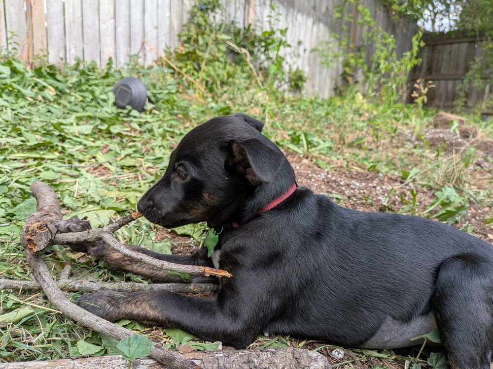 Motley Crue, an adoptable Miniature Pinscher in Spokane, WA, 99207 | Photo Image 3
