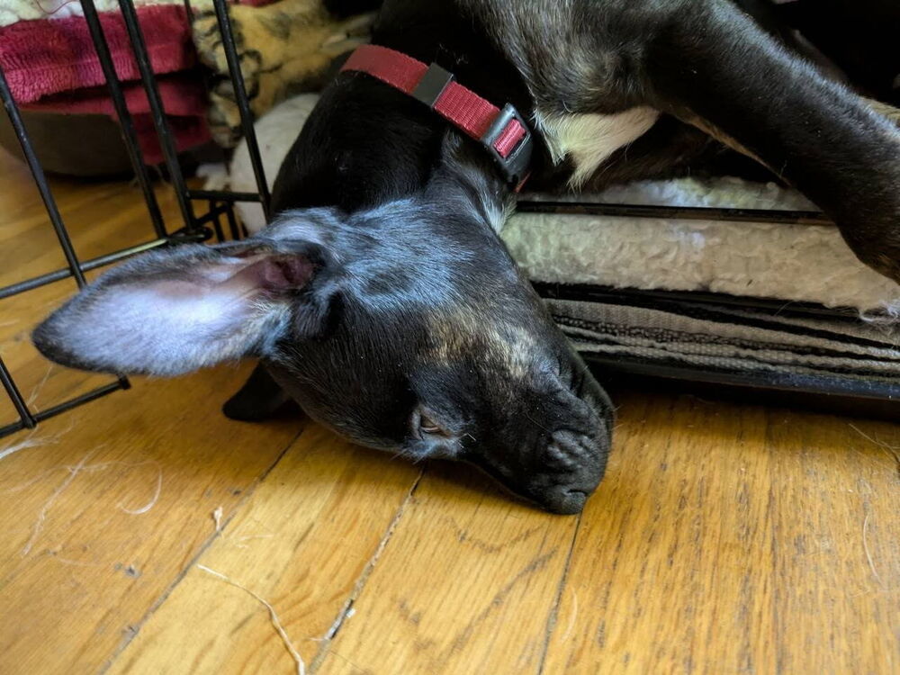 Motley Crue, an adoptable Miniature Pinscher in Spokane, WA, 99207 | Photo Image 4