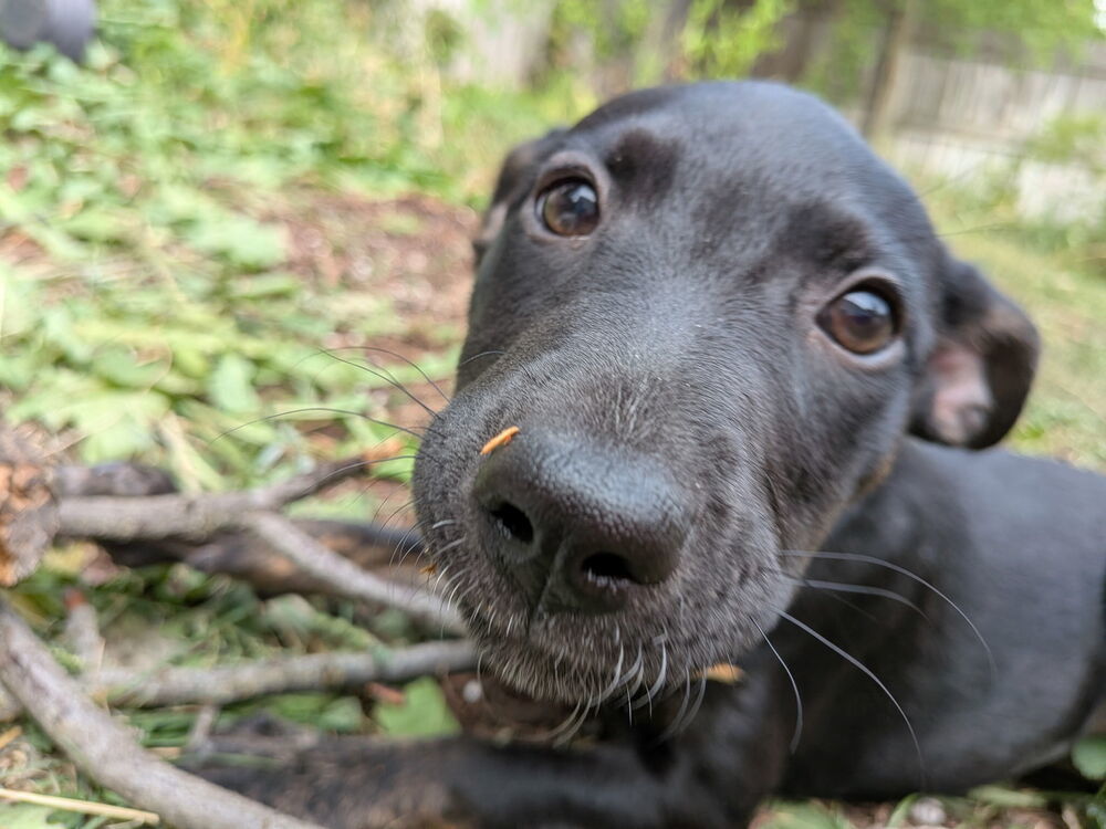 Motley Crue, an adoptable Miniature Pinscher in Spokane, WA, 99207 | Photo Image 5