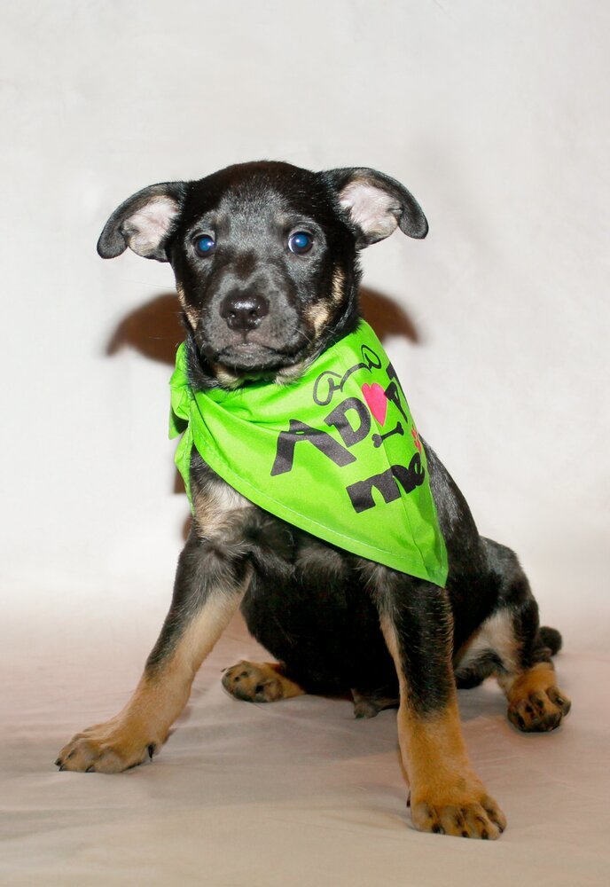 AC/DC, an adoptable Miniature Pinscher in Spokane, WA, 99207 | Photo Image 1