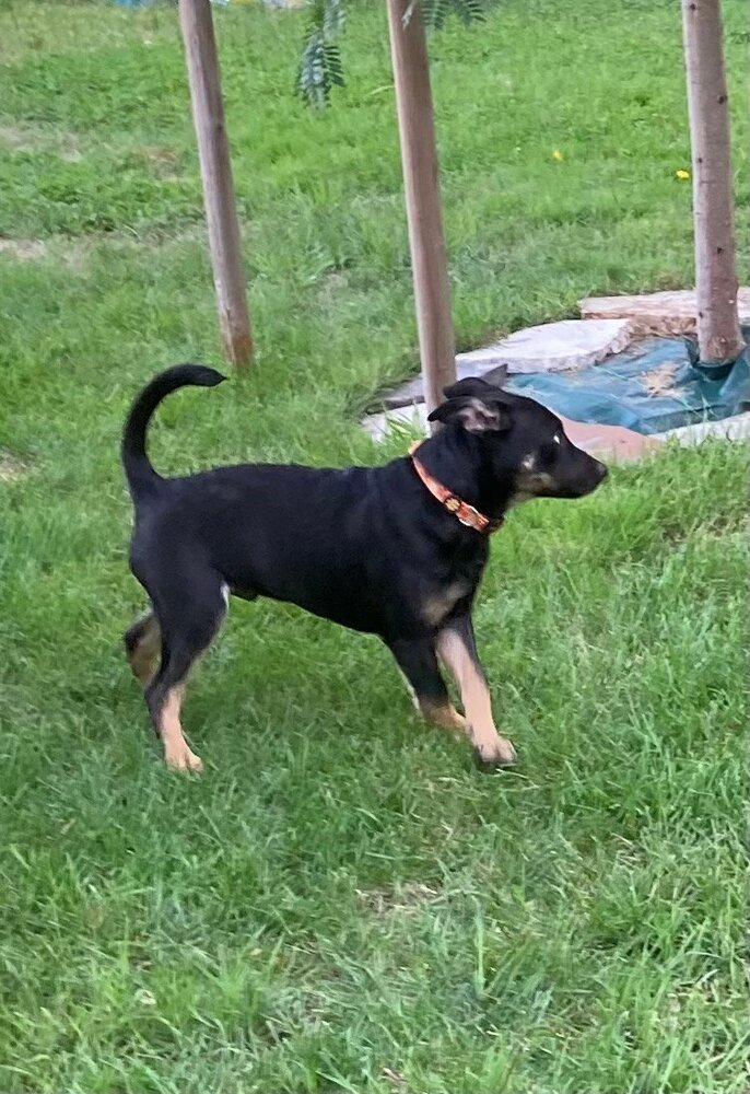 AC/DC, an adoptable Miniature Pinscher in Spokane, WA, 99207 | Photo Image 2