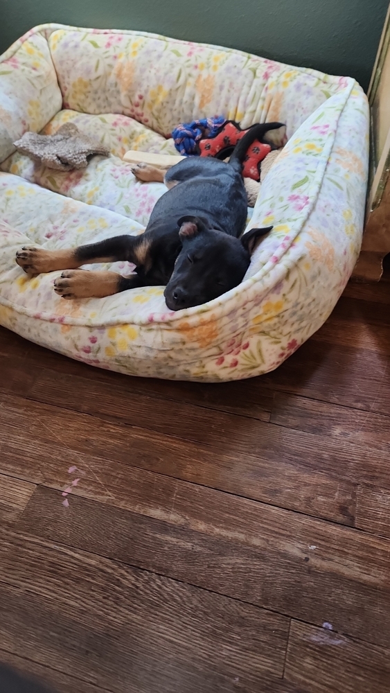 AC/DC, an adoptable Miniature Pinscher in Spokane, WA, 99207 | Photo Image 3