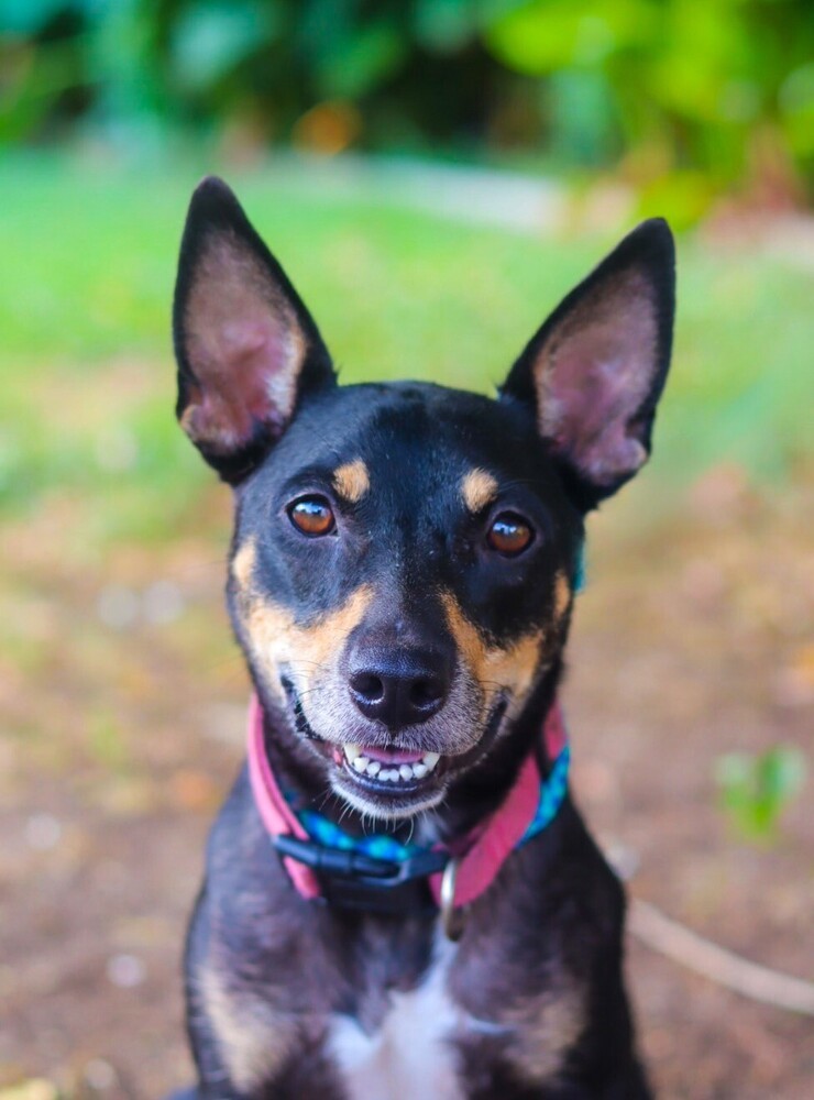 Journey, an adoptable Miniature Pinscher in Spokane, WA, 99207 | Photo Image 1
