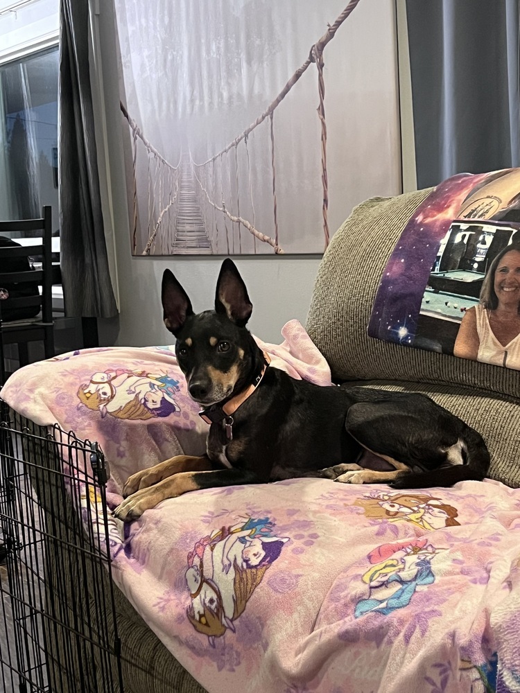 Journey, an adoptable Miniature Pinscher in Spokane, WA, 99207 | Photo Image 3